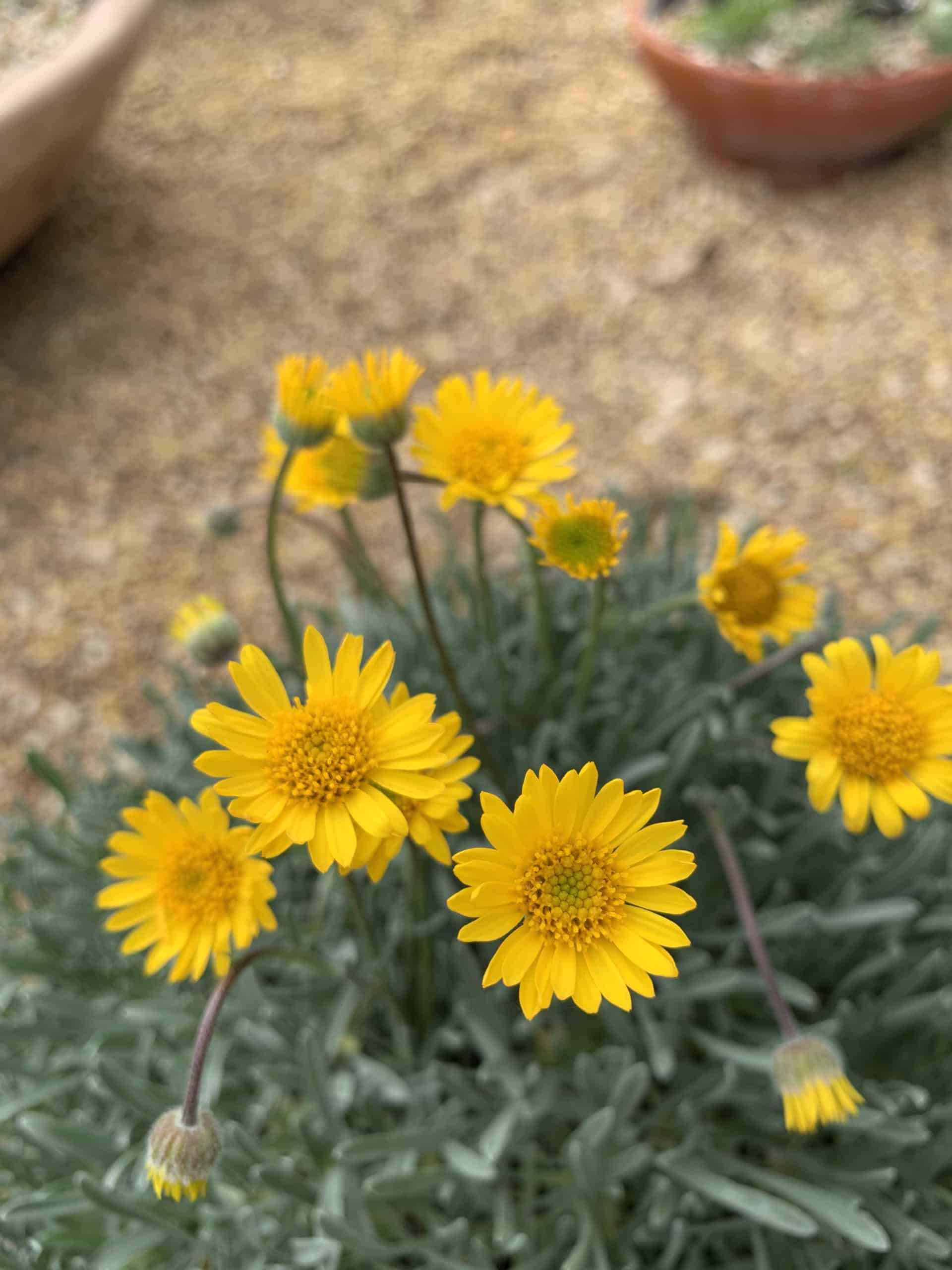 Gelb Erigeron Blumensamen zur Aussaat farbenfroh Schau Traditionssorte & ohne Gentechnik Samen Hausgarten