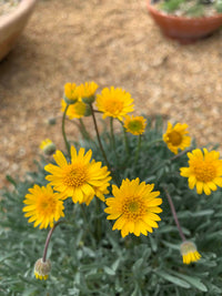 Gelb Erigeron Blumensamen zur Aussaat farbenfroh Schau Traditionssorte & ohne Gentechnik Samen Hausgarten