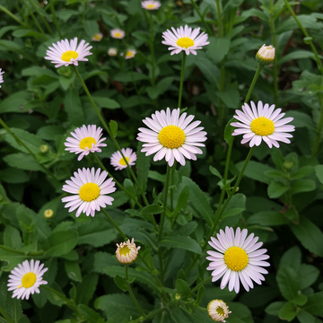 Erigeron Karvinskianus Saatgut – Traditionelle Gartenblume, hohe Keimrate, für natürliche Bepflanzung