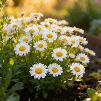 Erigeron Karvinskianus Samen zum Pflanzen – Traditionelle Sorte, nicht gentechnisch verändert, hohe Keimrate für den Garten