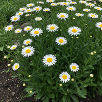 Erigeron Karvinskianus Blumensamen – Klassische Sorte, ohne Gentechnik, ideal für Garten und Beet
