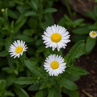 Erigeron Karvinskianus Blumensamen – Klassische Sorte, ohne Gentechnik, ideal für Garten und Beet