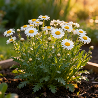 Erigeron Karvinskianus Saatgut – Traditionelle Gartenblume, hohe Keimrate, für natürliche Bepflanzung