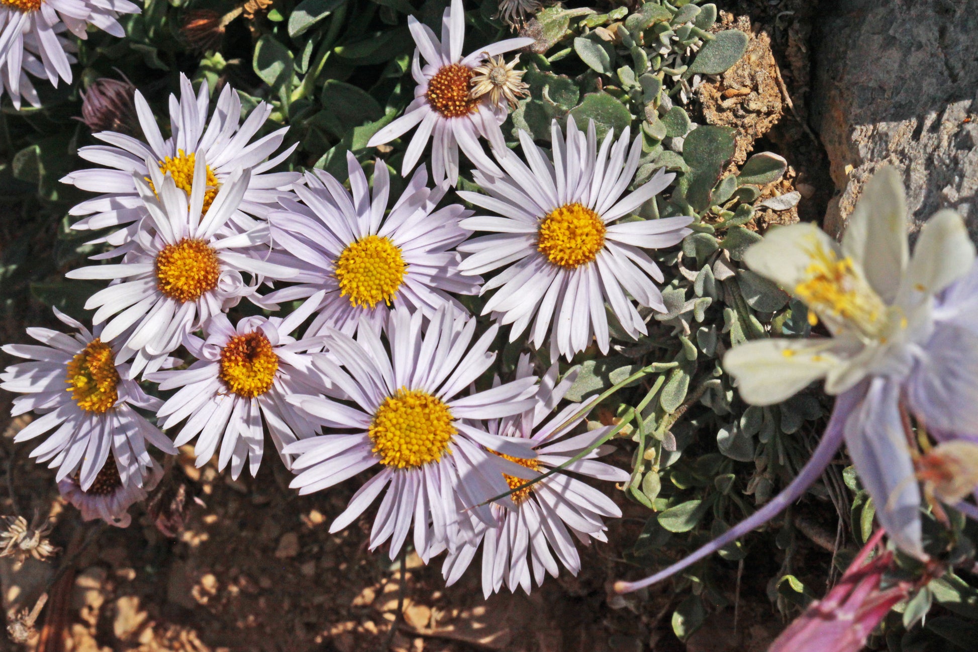 Blau Erigeron Blumensamen zur Aussaat kompakt Wuchs Traditionssorte & ohne Gentechnik Samen Hausgarten