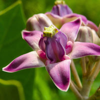 Lila Calotropis Gigantea Blumensamen zur Aussaat – Bestäuber freundlich – Traditionssorte & ohne Gentechnik Samen Hausgarten