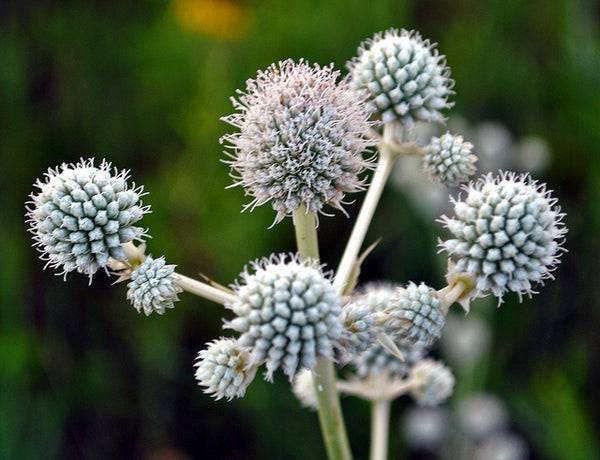 Lila Rattlesnake Blumensamen zur Aussaat – lang Blüte Saison – Traditionssorte & ohne Gentechnik Samen Hausgarten