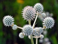 Lila Rattlesnake Blumensamen zur Aussaat – lang Blüte Saison – Traditionssorte & ohne Gentechnik Samen Hausgarten