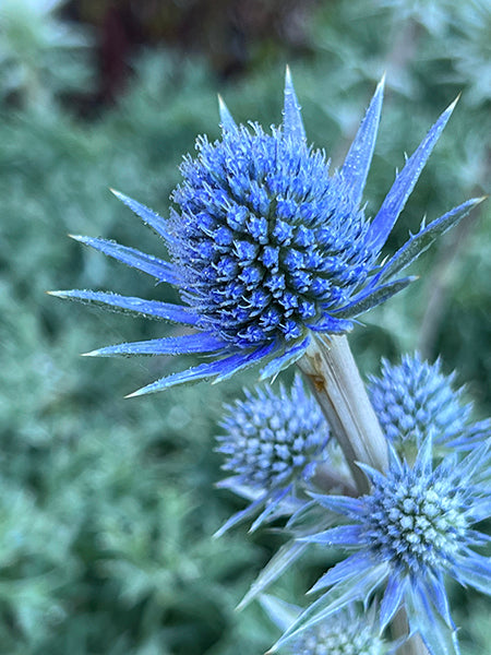 Semi di fiori di agrifoglio marino blu per la semina in giardino