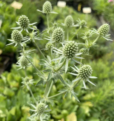 Weiß Eryginum Blumensamen Aussaat