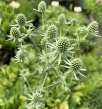 Weiß Eryginum Blumensamen Aussaat