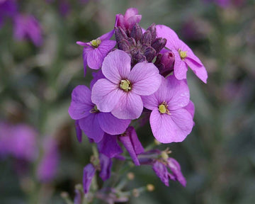 Lila Rosa Linifolium Blumensamen zur Aussaat – ideal Rabatten – Traditionssorte & ohne Gentechnik Samen Hausgarten