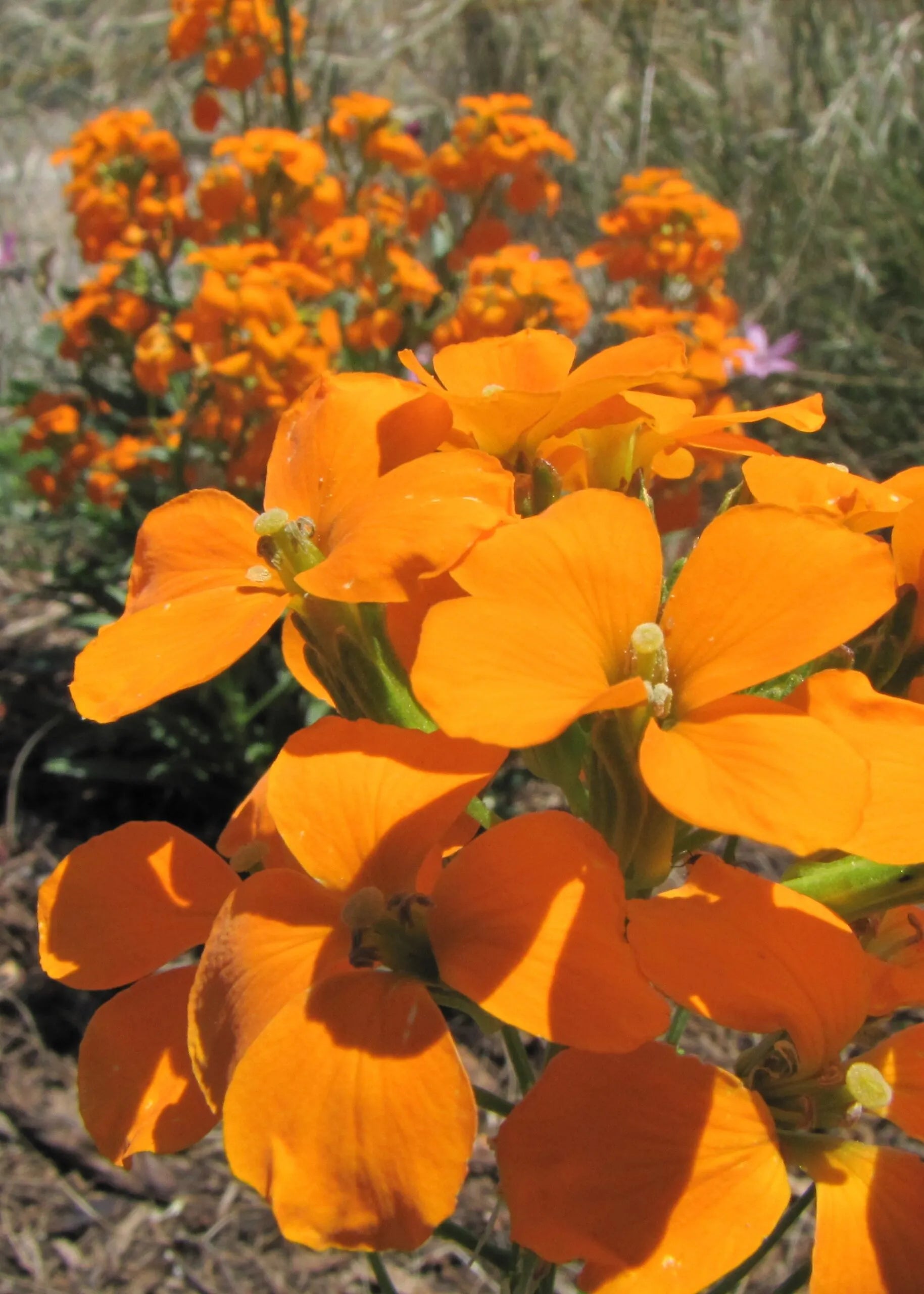 Gelb Orange Erysimum Blumensamen zur Aussaat Landhaus Garten wichtig Traditionssorte & ohne Gentechnik Samen Hausgarten