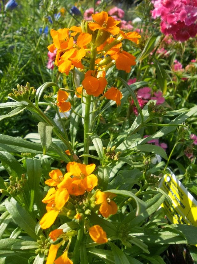 Siberian Blumensamen zur Aussaat pflegeleicht Traditionssorte & ohne Gentechnik Samen Hausgarten