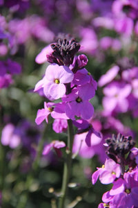 Violett Linifolium Blumensamen ideal zur Aussaat & Growing