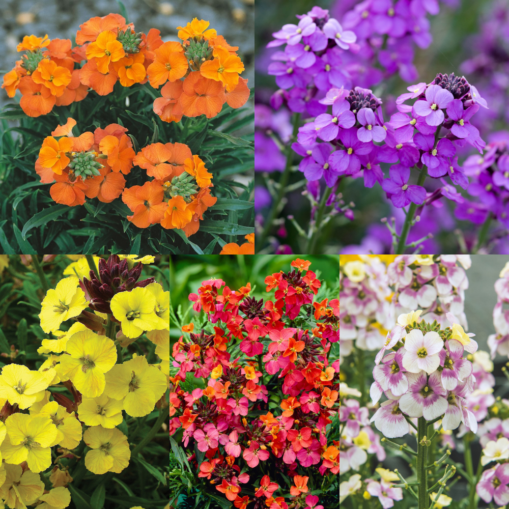 Erysimum Blumensamen zur Aussaat Wildblume Mischung Traditionssorte & ohne Gentechnik Samen Hausgarten