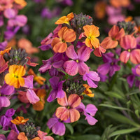 Erysimum Blumensamen zur Aussaat Wildblume Mischung Traditionssorte & ohne Gentechnik Samen Hausgarten