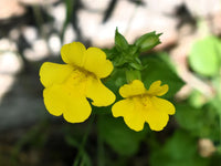 Monkeyflower erythranthe gelb blumen

