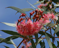 Eucalyptus torquata flowering tree