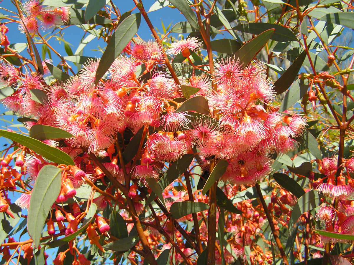 Non gmo eucalyptus torquata samen