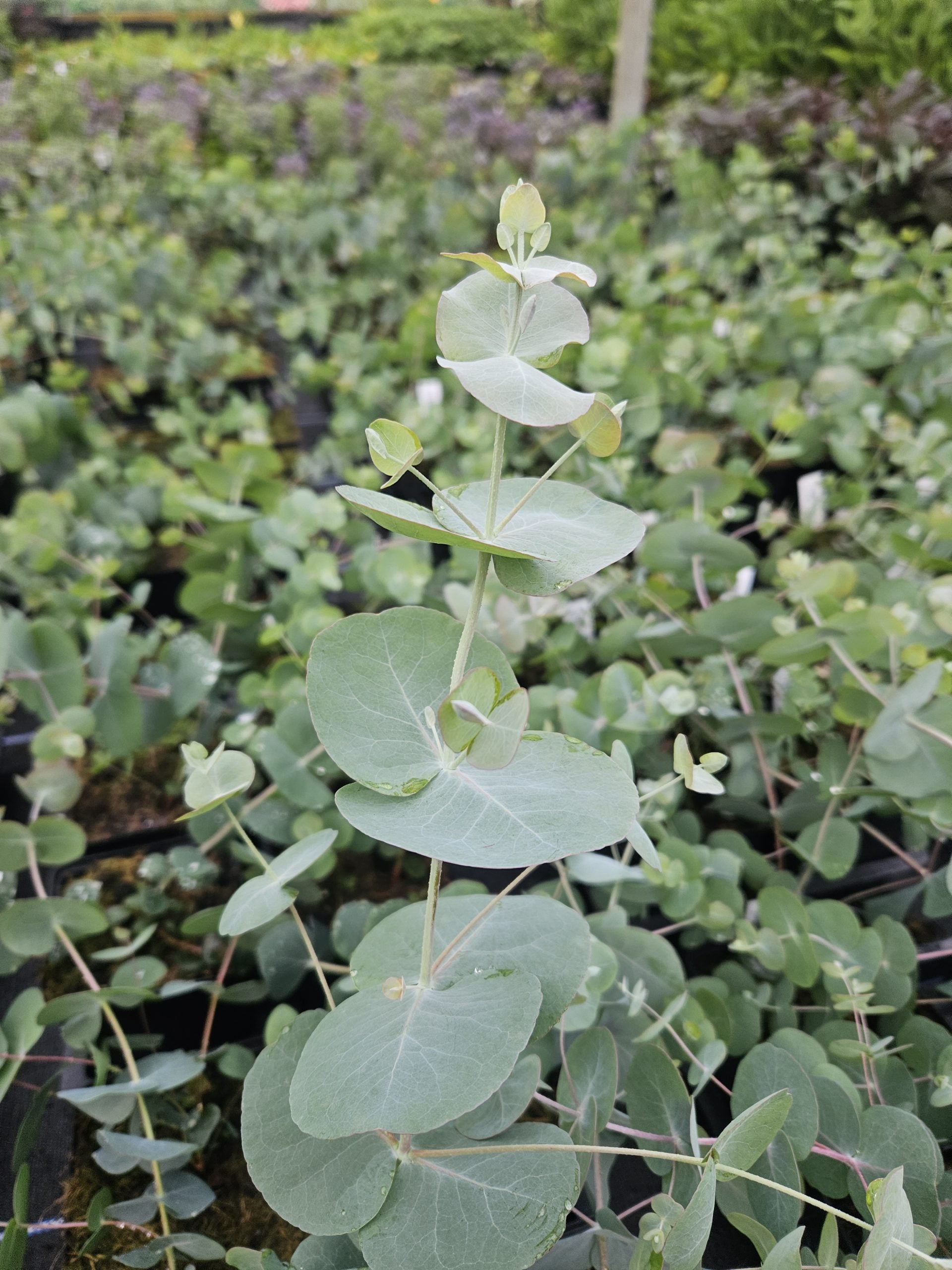 Eucalyptus Cinerea – Silver Dollar Blumensamen zur Aussaat – Drought verträglich – Traditionssorte & ohne Gentechnik Samen Hausgarten