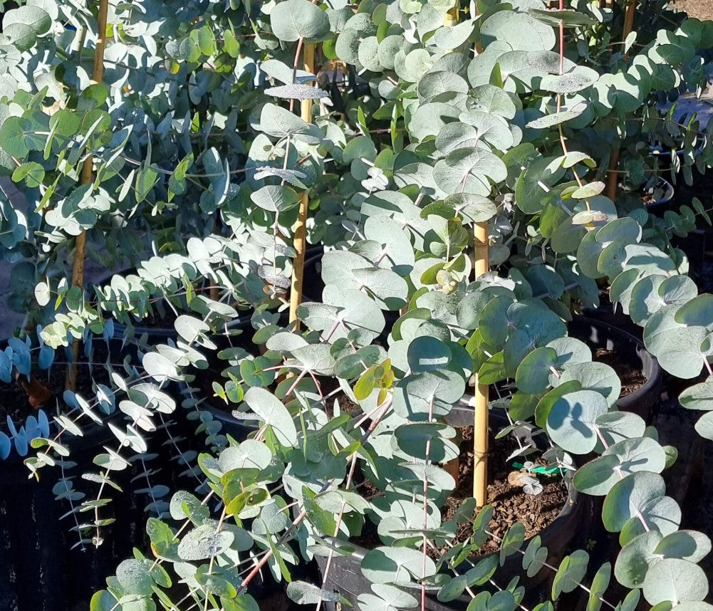 Eucalyptus Cinerea – Silver Dollar Blumensamen zur Aussaat – Drought verträglich – Traditionssorte & ohne Gentechnik Samen Hausgarten