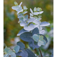 Eucalyptus gunnii Samen für einfaches Anpflanzen
