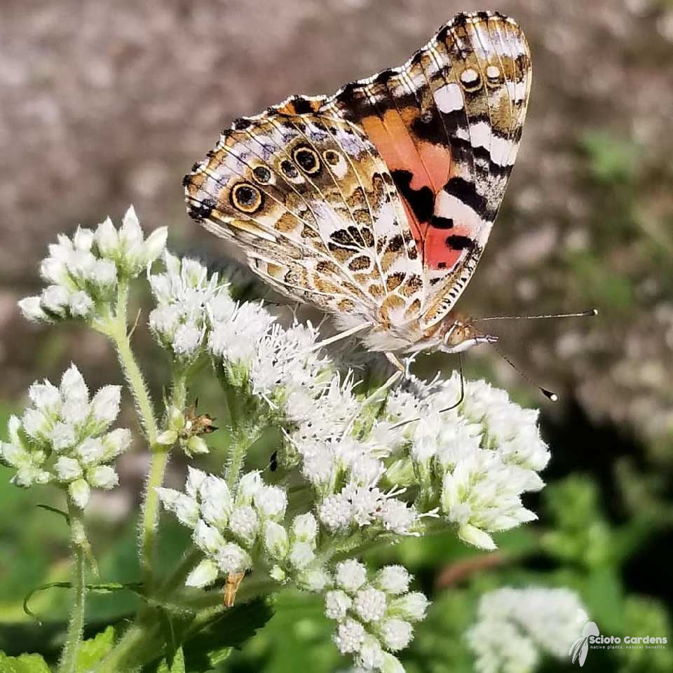 Boneset samen - eupatorium perfoliatum bee & butterfly pollinator garten blume perennial best