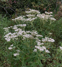 Weiß Eupatorium Perfoliatum Blumensamen zur Aussaat – leuchtend – Traditionssorte & ohne Gentechnik Samen Hausgarten