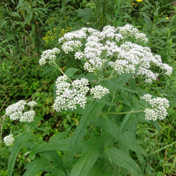 Weiß Eupatorium Perfoliatum Blumensamen zur Aussaat – leuchtend – Traditionssorte & ohne Gentechnik Samen Hausgarten