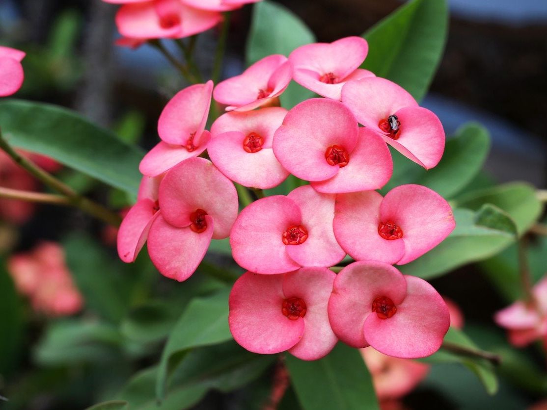 Non-gmo euphorbia milii samen