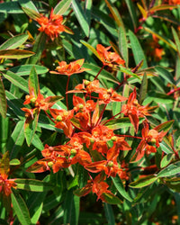Euphorbia Griffithii Blumensamen zur Aussaat – saisonal Dauerblüher – Traditionssorte & ohne Gentechnik Samen Hausgarten