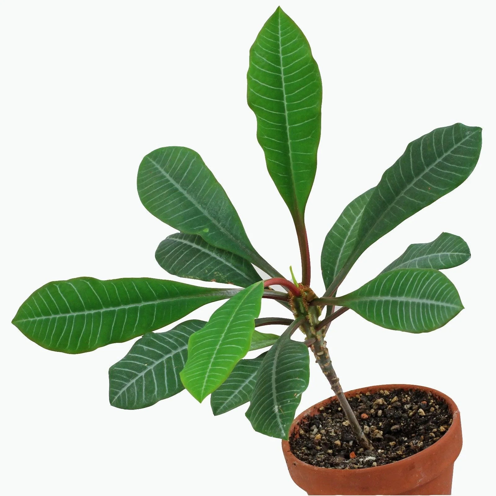 Euphorbia Leuconeura Blumensamen zur Aussaat Wildblume Mischung Traditionssorte & ohne Gentechnik Samen Hausgarten