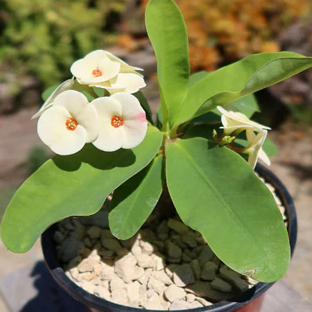 Rosa Grün Euphorbia Milii Blumensamen zur Aussaat – saisonal Dauerblüher – Traditionssorte & ohne Gentechnik Samen Hausgarten
