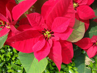 Poinsettien Samen Euphorbia pulcherrima