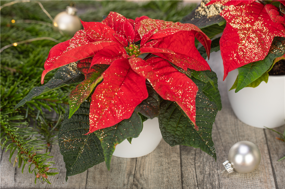 Gemischt Weihnachtsstern Blumensamen zur Aussaat – Halbschatten verträglich – Traditionssorte & ohne Gentechnik Samen Hausgarten