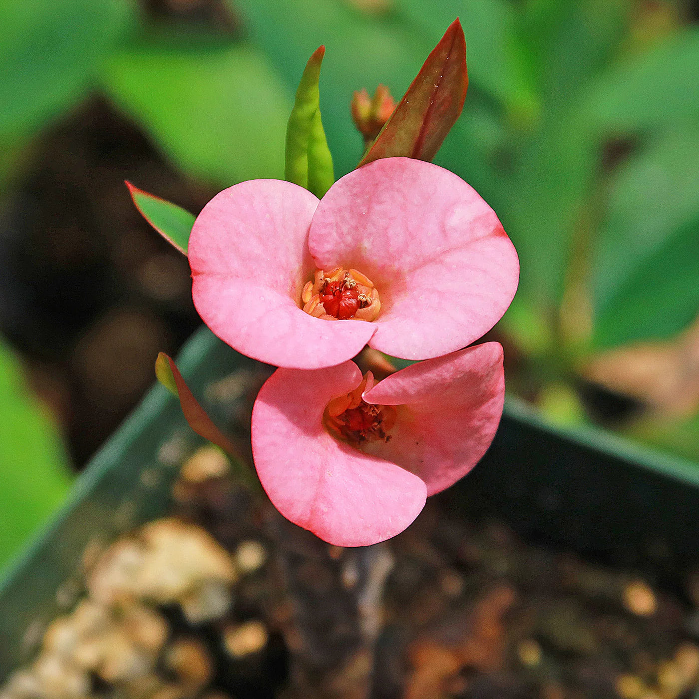 Rot Euphorbia Blumensamen zur Aussaat – Landhaus Garten wichtig – Traditionssorte & ohne Gentechnik Samen Hausgarten