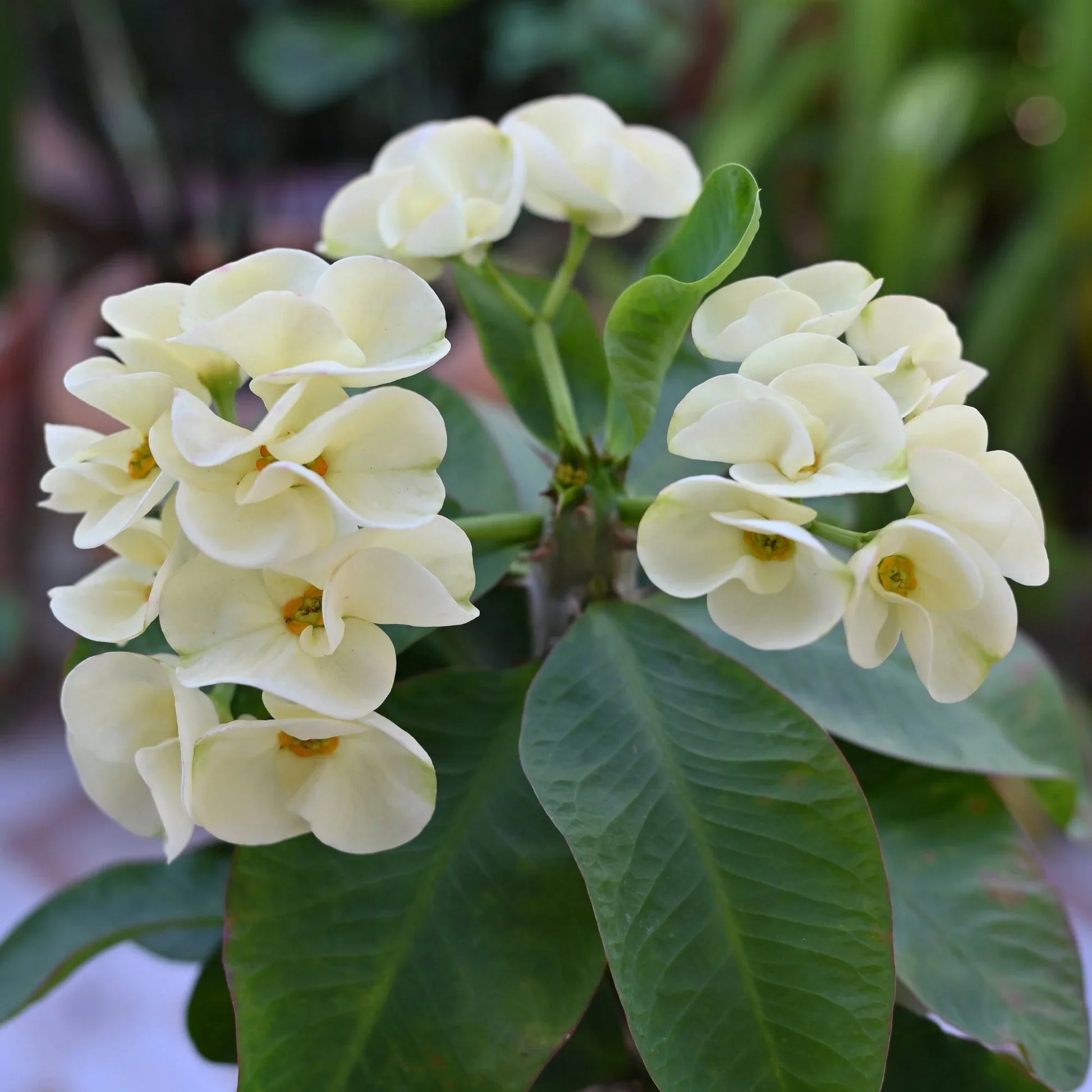 Euphorbia milii weiß mix samen for anpflanzung
