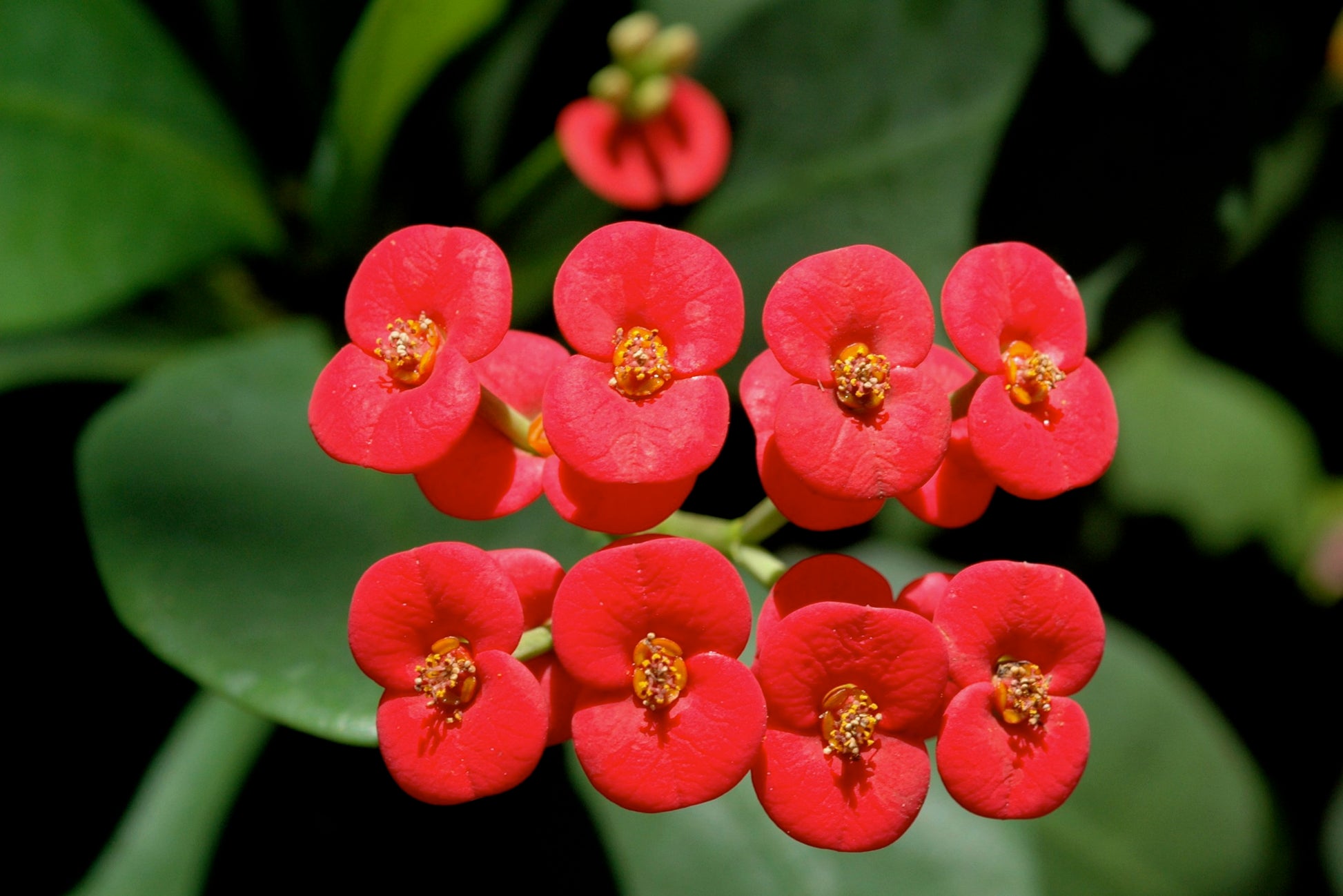 Euphorbia Blumensamen zur Aussaat pflegeleicht Traditionssorte & ohne Gentechnik Samen Hausgarten
