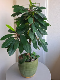 Euphorbia Leuconeura Blumensamen zur Aussaat Wildblume Mischung Traditionssorte & ohne Gentechnik Samen Hausgarten