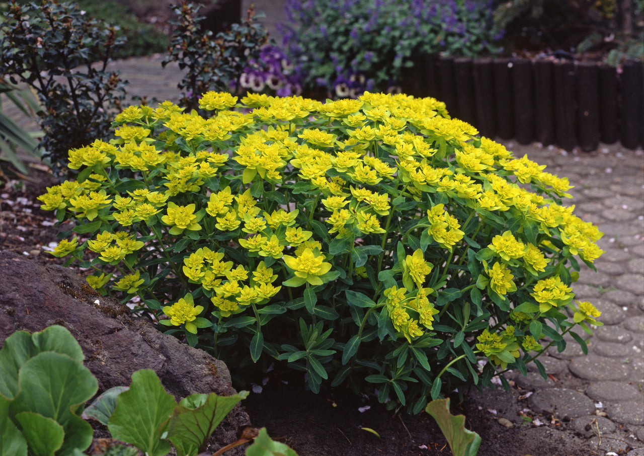 Gelb Euphorbia Polychroma Samen zur Aussaat