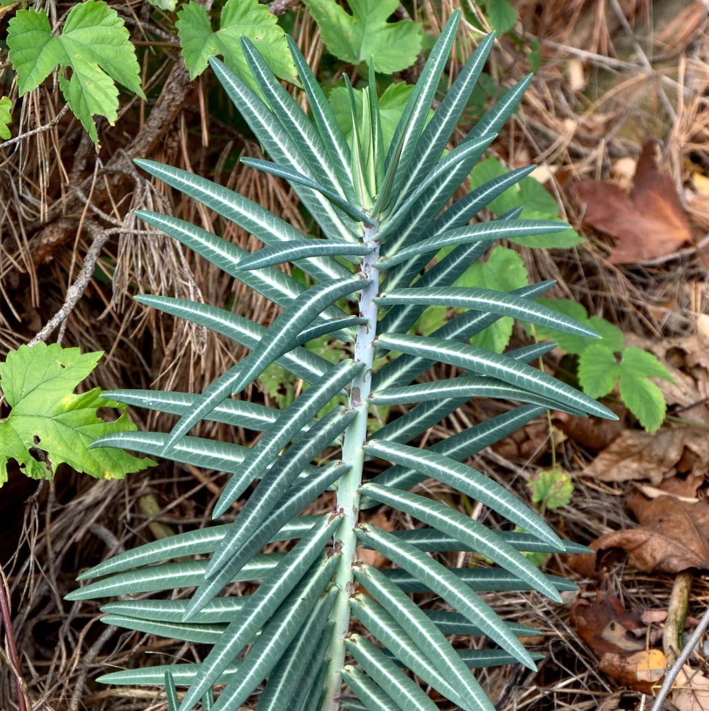 Lathyris Blumensamen zur Aussaat robust Sorte Traditionssorte & ohne Gentechnik Samen Hausgarten