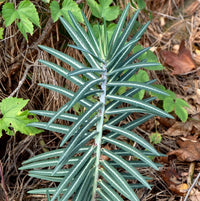 Lathyris Blumensamen zur Aussaat robust Sorte Traditionssorte & ohne Gentechnik Samen Hausgarten