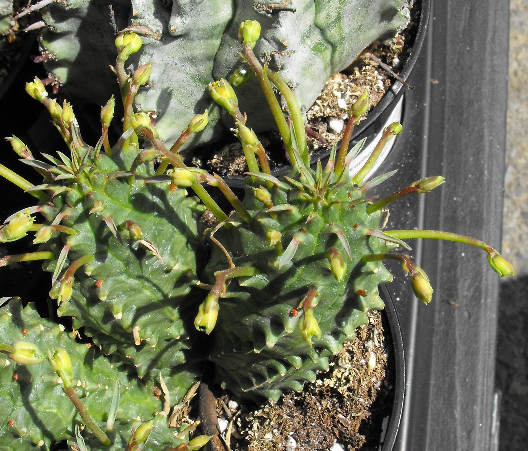 Euphorbia Spiralis Blumensamen zur Aussaat farbenfroh Schau Traditionssorte & ohne Gentechnik Samen Hausgarten