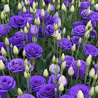 Eustoma in garten bed anpflanzung