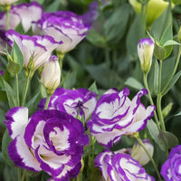 Eustoma mix blume samen for anpflanzung