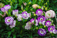 Non gmo blau and weiß eustoma samen