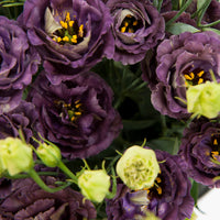 Lisianthus Roseanne Schwarz Pearl Blumensamen zur Aussaat sonnenliebend Traditionssorte & ohne Gentechnik Samen Hausgarten