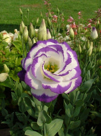 Blau and weiß eustoma samen for anpflanzung