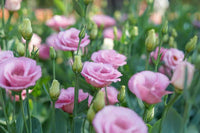 Eustoma grandiflorum rosa blume samen
