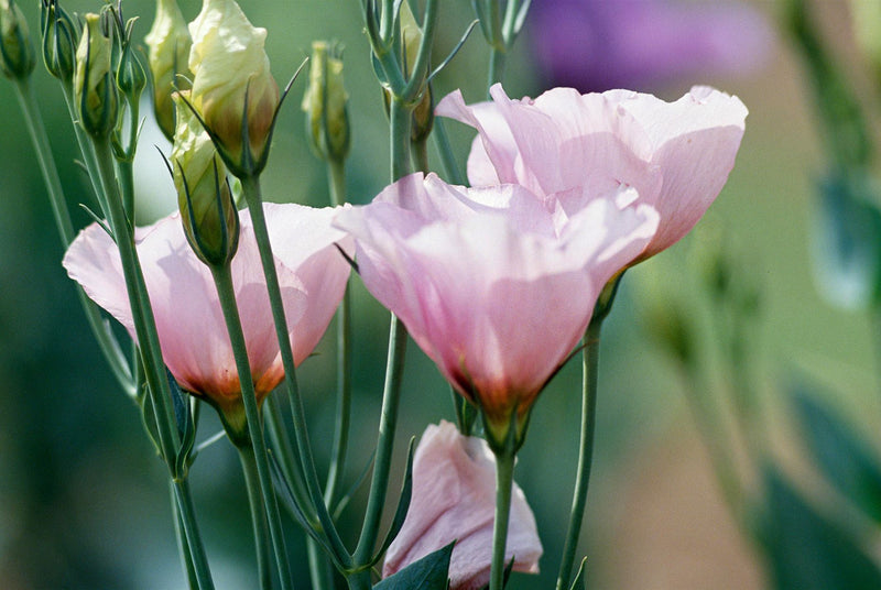 Eustoma samen for anpflanzung
